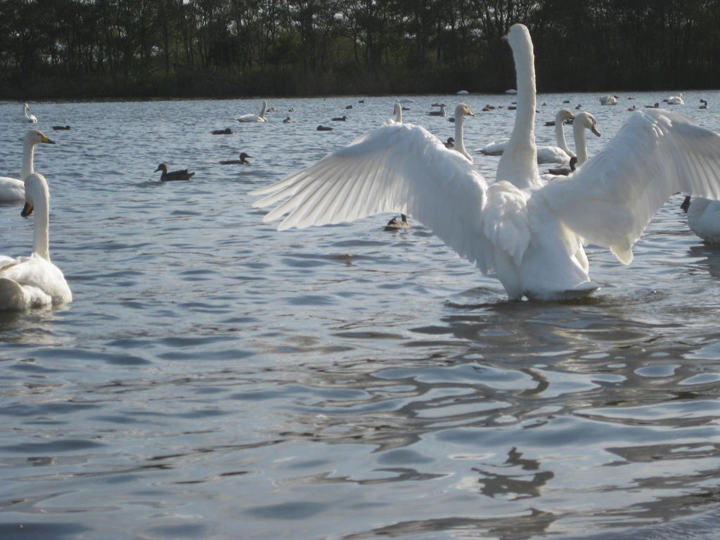 ウトナイ湖の白鳥
キーワード: 胆振エリア