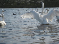 ウトナイ湖の白鳥