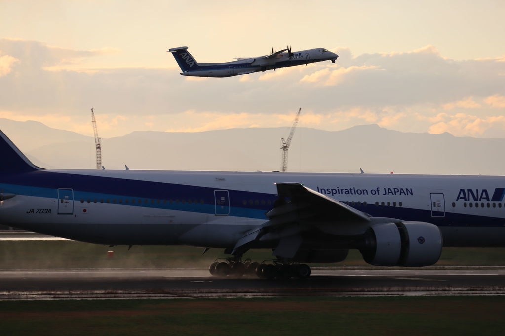 ANA
キーワード: ANA