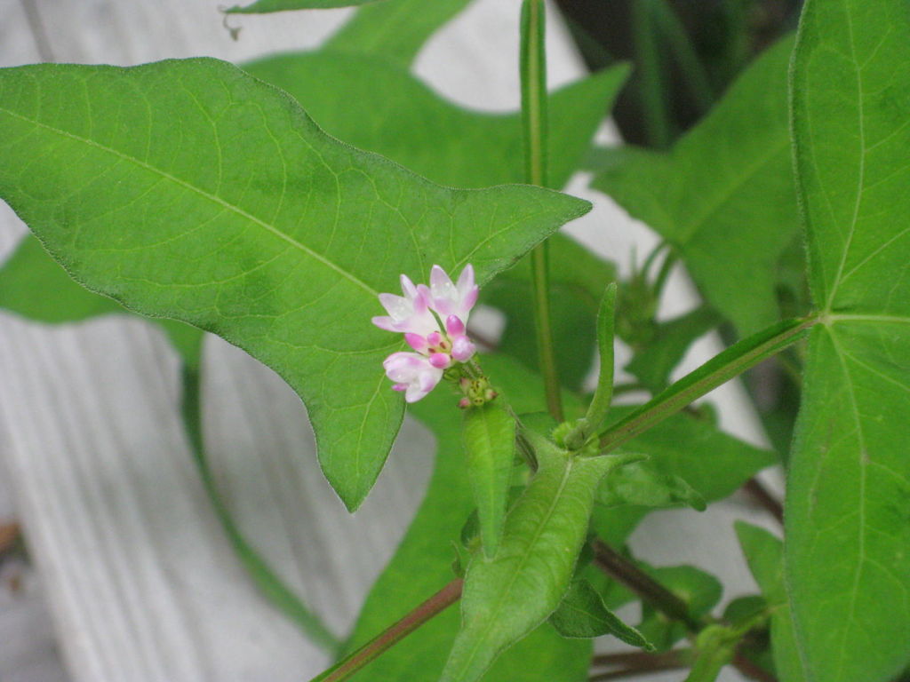 釧路湿原 温根内
