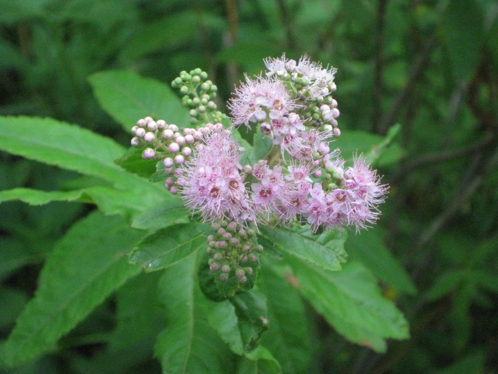釧路湿原 温根内

