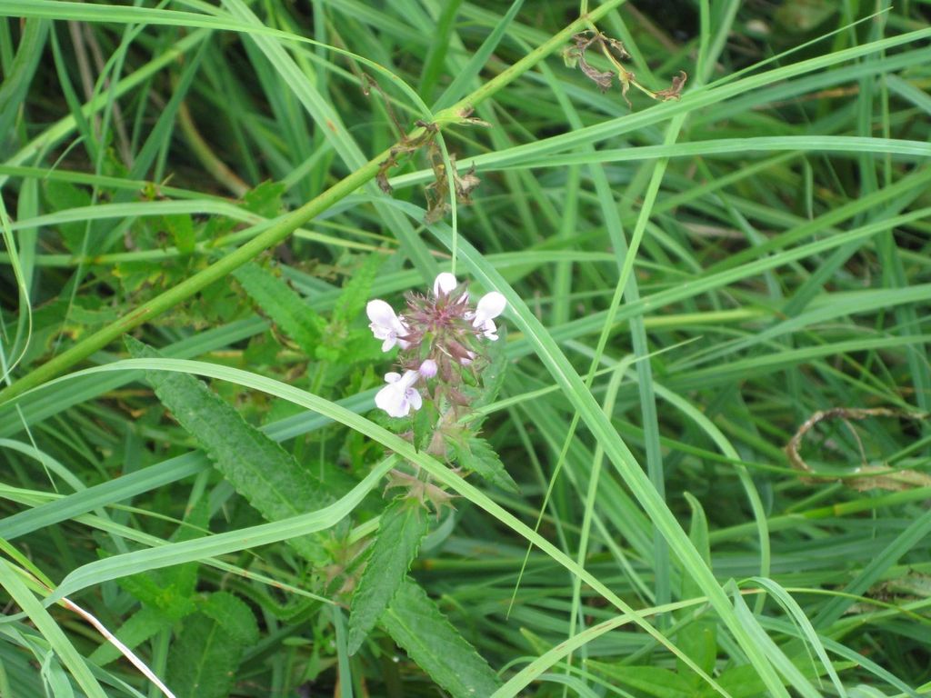 釧路湿原 温根内

