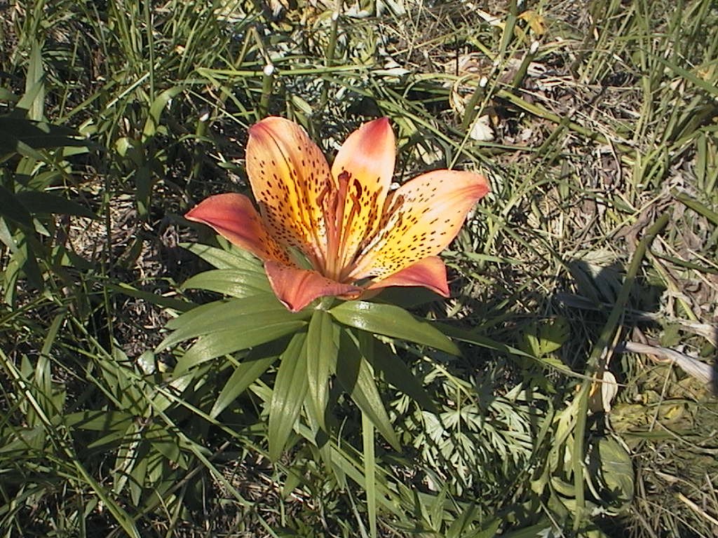 神威岬(積丹)
キーワード: 花 後志エリア