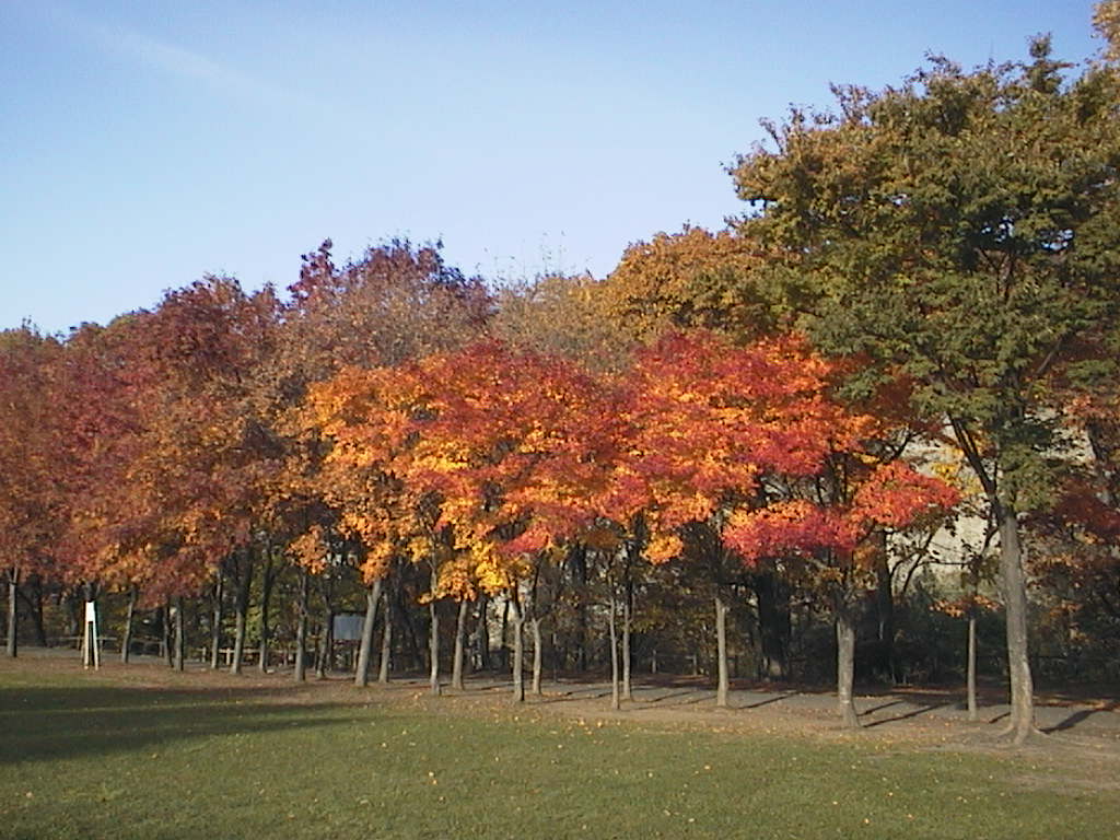 藻南公園(札幌)
キーワード: 紅葉 札幌エリア