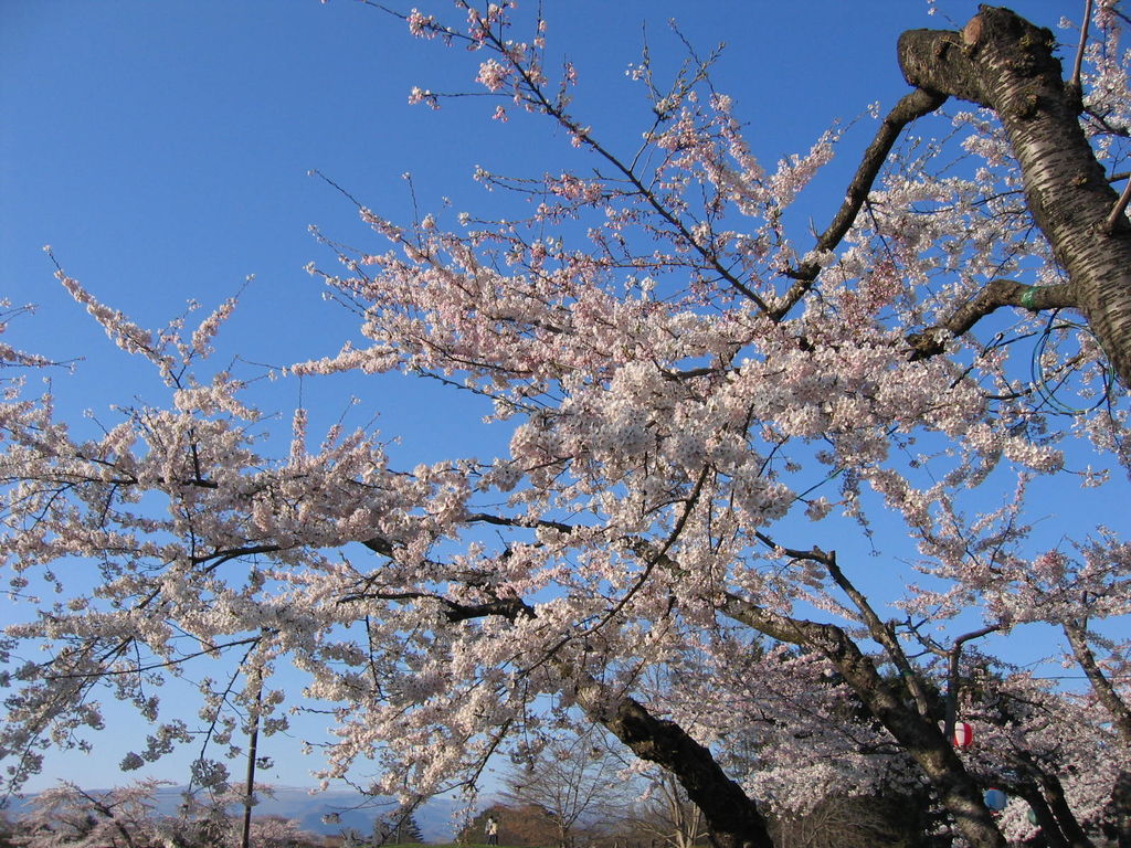 五稜郭公園の桜(函館)
キーワード: 渡島エリア 桜
