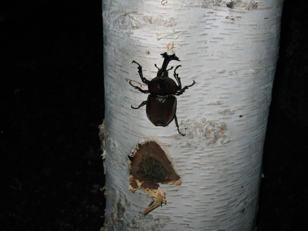 道の駅「ピンネシリ」でカブトムシ発見
キーワード: 宗谷エリア