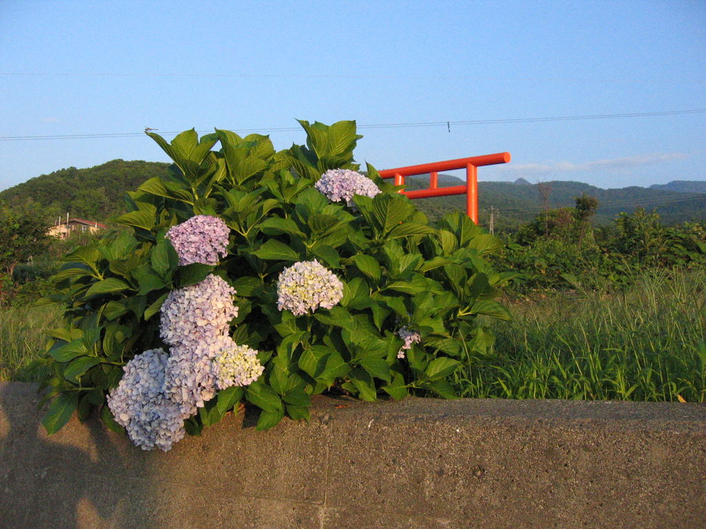 浜益 毘砂別
キーワード: 石狩エリア 花