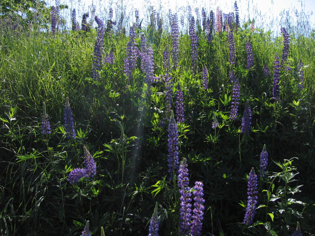 中の丘
キーワード: 空知エリア 花