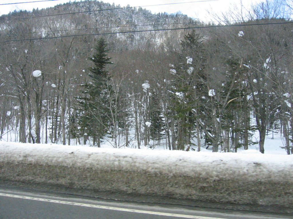 定山渓
ゆっくりと雪が降るとこんな風に枝に丸く積もります。
キーワード: 雪景色 札幌エリア