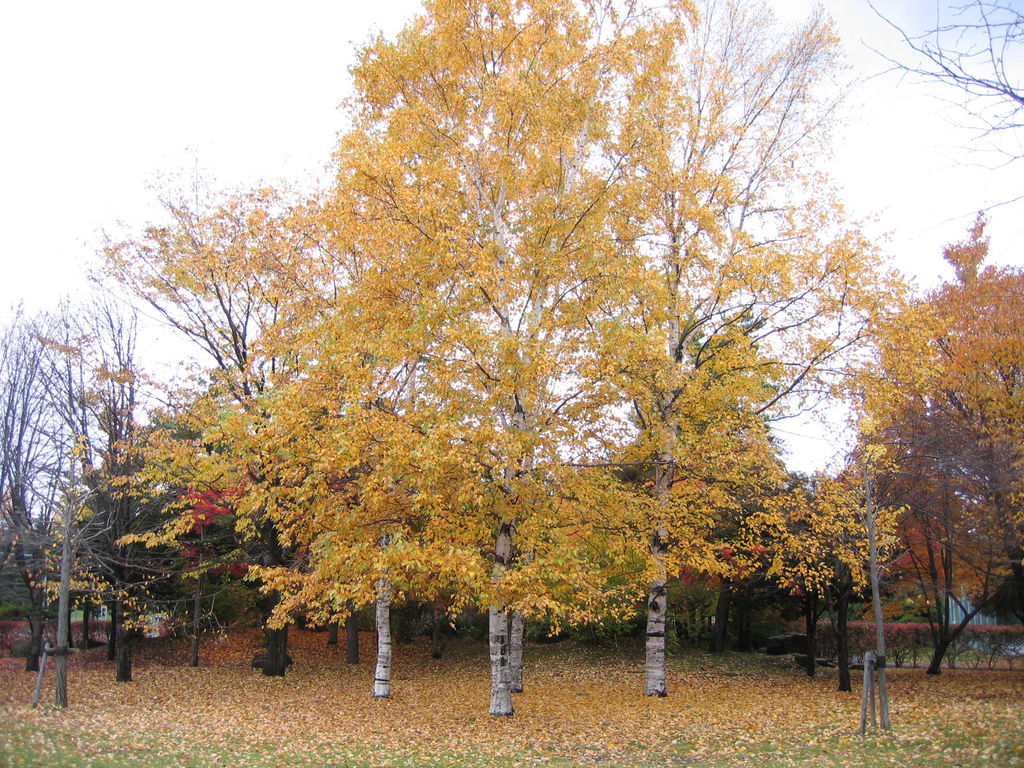 清田公園
キーワード: 札幌エリア 紅葉