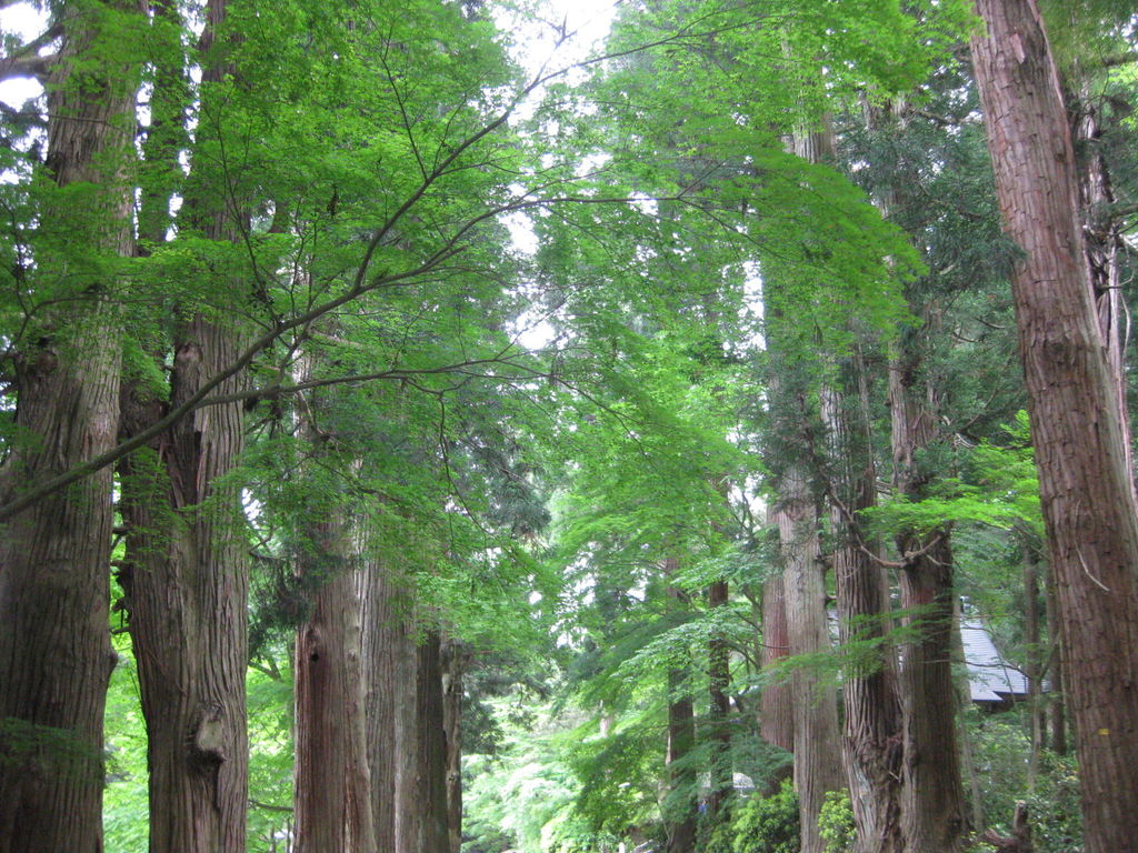 平泉 中尊寺
キーワード: 東北エリア